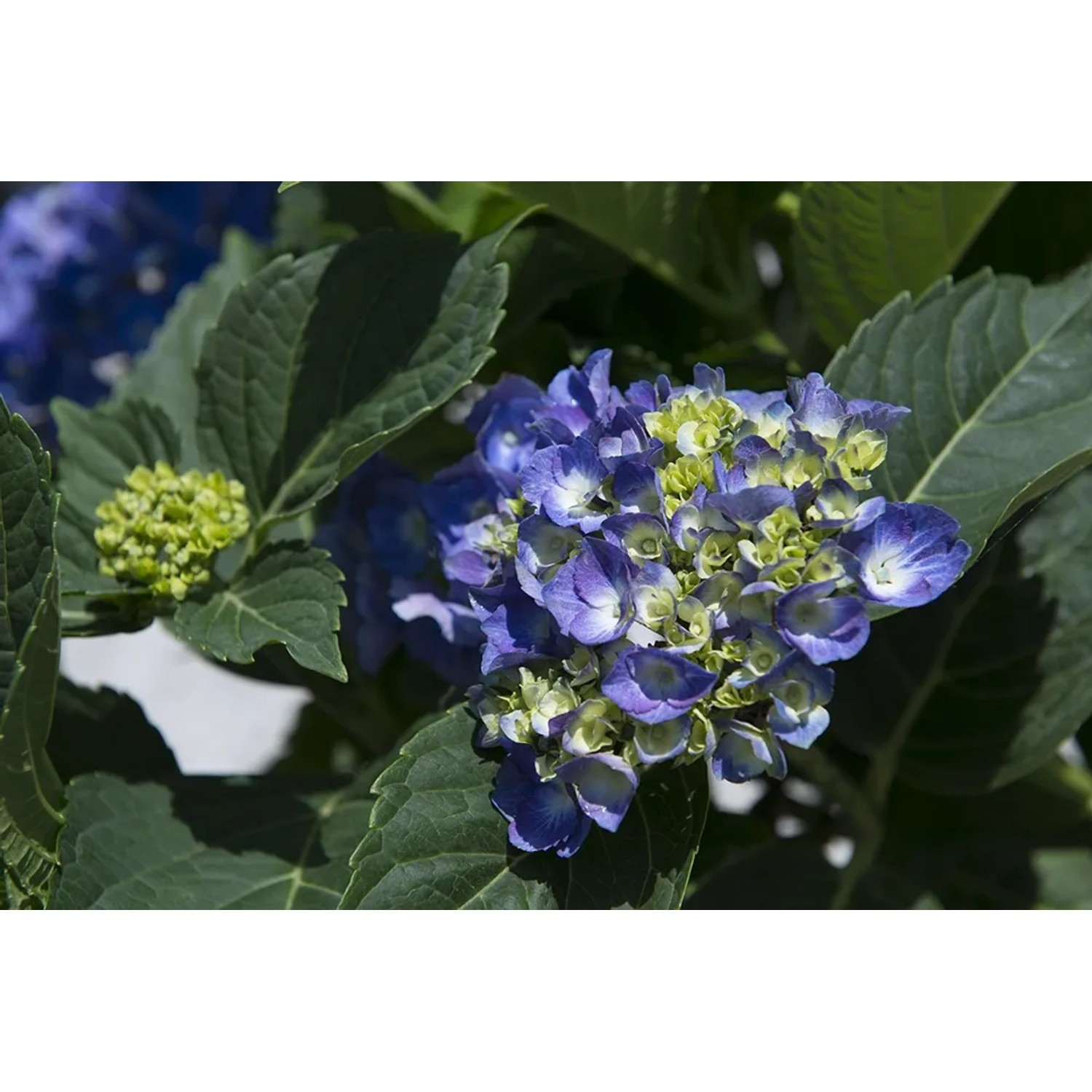 Ortensia blu con foglie verdi. Pianta ornamentale da giardino.