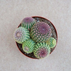 Echinocereus rigidissimus rubrispinus Cactus vaso Ø 12 cm