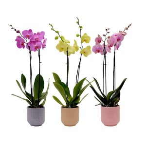 Orchidea composizione in ceramica vaso 12 cm