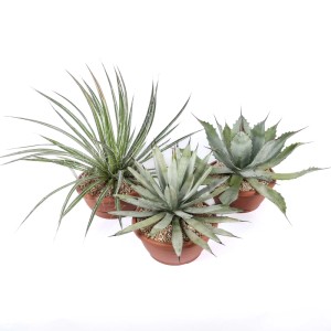 Agave Mix piante grasse vaso Ø 25 cm