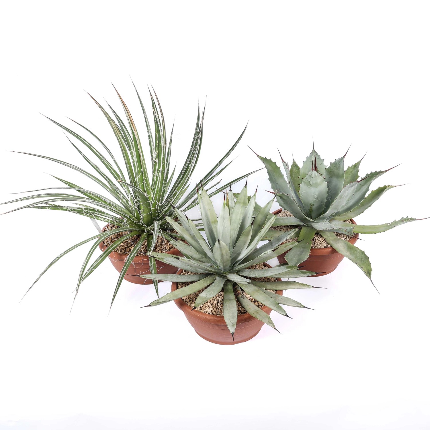 Agave Mix piante grasse vaso  25 cm acquista da OBI