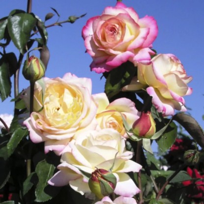 Rosai "Mitsouko" cespuglio LV6