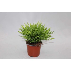 Pogonantherum Monica Vaso 12 cm