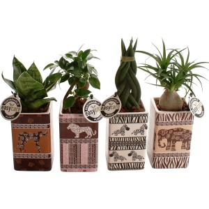 Disposizione di piante verdi in vasi a tema safari, vaso-Ø ca. 7 cm.