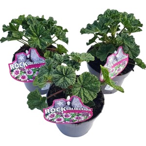 Malva selvatica in vaso, fiori viola e foglie verdi. Pianta in vaso per luoghi soleggiati.