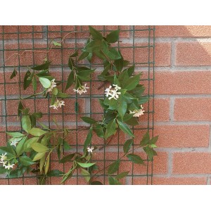 Pianta rampicante con fiori bianchi su supporto da giardinaggio verde, sfondo muro di mattoni.