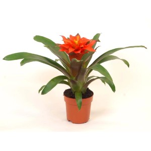 Guzmania Fiero Orange Vaso 12 cm