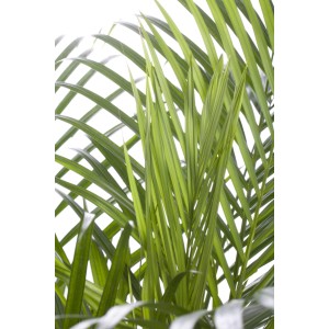 Primo piano delle foglie verdi di una palma Areca (Dypsis Lutescens).