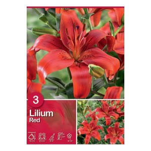 Lillium asiatico rosso brillante, fioritura estiva per aiuole e vasi.