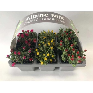 Mix di piante fiorite in vassoio con fiori rossi e gialli.