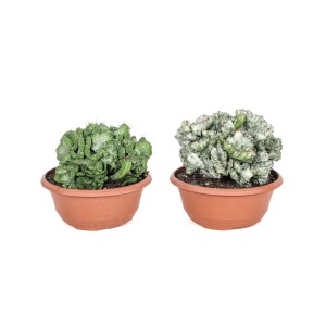 Due cactus t.b.t. in vasi marroni su sfondo bianco.