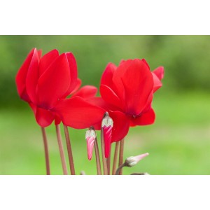 Ciclamino "Midi" rosso in vaso da 10,5 cm, pianta d'appartamento con fiori vivaci.
