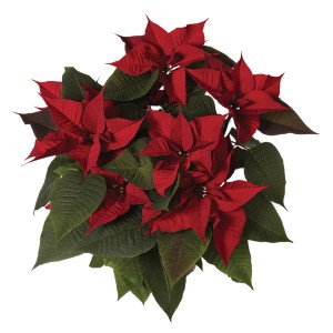 Stella di Natale rossa e fiorita con foglie verdi.