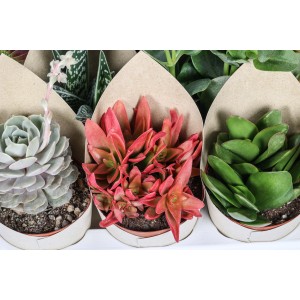 Vari cactus e piante grasse in vaso.