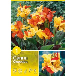 Canna Cleopatra: Fiori giallo-rossi, ideale per aiuole e vasi. Fioritura estiva.