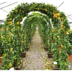 Tunnel di alberi di agrumi t.b.t. con frutti gialli in vaso.