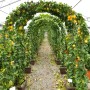 Tunnel di alberi di agrumi t.b.t. con frutti gialli in vaso.