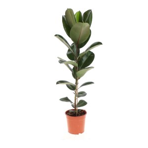 Pianta d'appartamento Ficus in vaso con grandi foglie lucide.