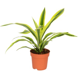 Dracena Deremensis in vaso, foglie verde-gialle. Pianta d'appartamento decorativa di GROW by OBI.