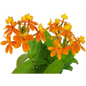 Orchidea Epidendrum arancione (2 germogli) in vaso, ca. 12 cm di diametro.