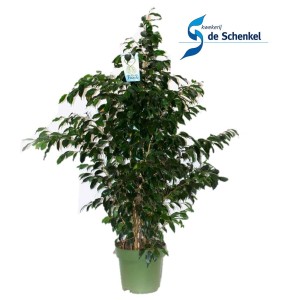 Ficus da interno in vaso con foglie verdi.