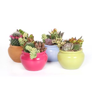 Vari cactus e piante grasse in vasi colorati.