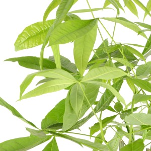 Dettaglio di albero di Pachira con fusto intrecciato e foglie verdi.