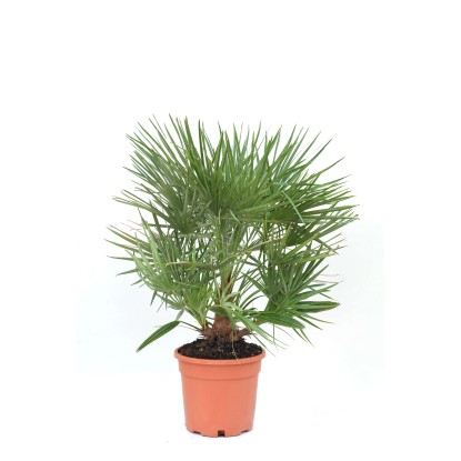 Palma nana Chamaerops humilis 80/100 cm