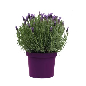 Pianta di lavanda fiorita in vaso viola.