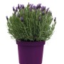 Pianta di lavanda fiorita in vaso viola.