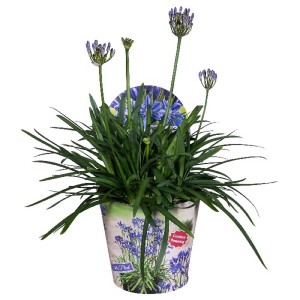 Agapanto fiorito in vaso, una pianta verde decorativa per interni.