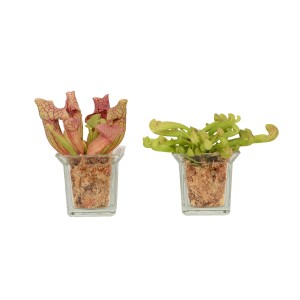 Mix di piante carnivore in vaso di vetro, vaso Ø 8cm.