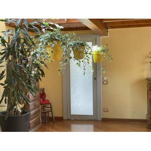 Vasi sospesi gialli con edera in un soggiorno. Vasi pensili decorativi per piante da interno.