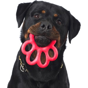 Rottweiler con gioco rosso t.b.t. in bocca, categoria: Giochi da riporto.