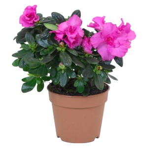 Azalea da interno con fiori viola in vaso marrone, circa 12 cm di diametro.