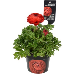 Ranuncolo rosso in vaso (Ø 12cm): Ranuncolo rosso brillante per la piantumazione primaverile in aiuole e vasi.