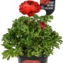 Ranuncolo rosso in vaso (Ø 12cm): Ranuncolo rosso brillante per la piantumazione primaverile in aiuole e vasi.