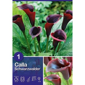 Calla Schwarzwalder Purpur: Fiori viola su fogliame verde. Fiore estivo per aiuole e vasi.