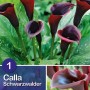 Calla Schwarzwalder Purpur: Fiori viola su fogliame verde. Fiore estivo per aiuole e vasi.