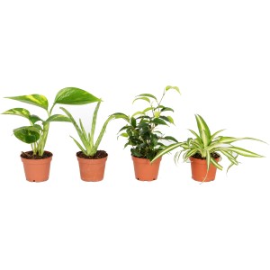 Assortimento di mini piante verdi in vaso da 6 cm: Varie piante da interno per aria fresca.