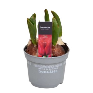 Tulipani in vaso con bulbi e germogli verdi, Pianta d'appartamento decorativa.