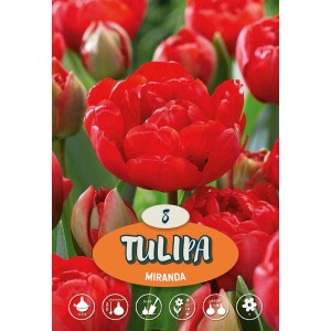 Tulipani rossi Miranda, bulbi da fiore per il giardino. Fioriscono in primavera.