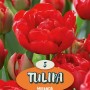 Tulipani rossi Miranda, bulbi da fiore per il giardino. Fioriscono in primavera.
