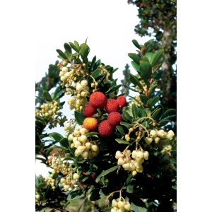 Arbusto t.b.t. con bacche rosse e fiori bianchi.