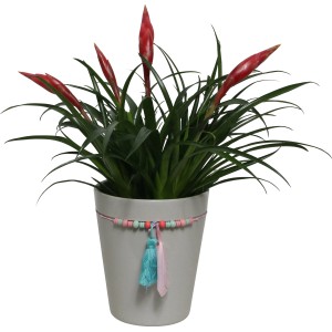 Vriesea Multiflora Astrid in vaso (Ø 13cm) con brattee rosse e ceramica estiva.