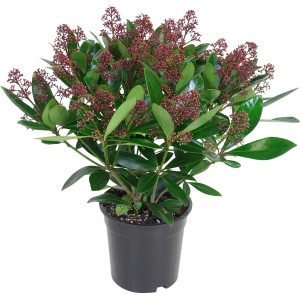 Skimmia Rubella in vaso (ca. 17 cm Ø) con boccioli rossi e foglie verdi.