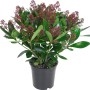 Skimmia Rubella in vaso (ca. 17 cm Ø) con boccioli rossi e foglie verdi.
