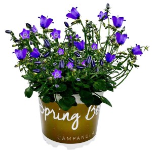 Campanula Spring Bell Blu Vaso 12 cm