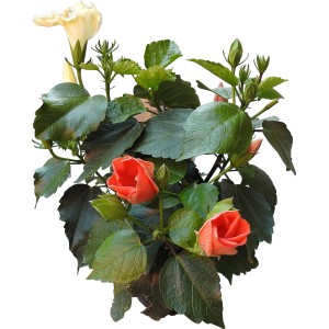 Ibisco per balcone e terrazza con fiori arancioni e gialli.