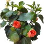 Ibisco per balcone e terrazza con fiori arancioni e gialli.